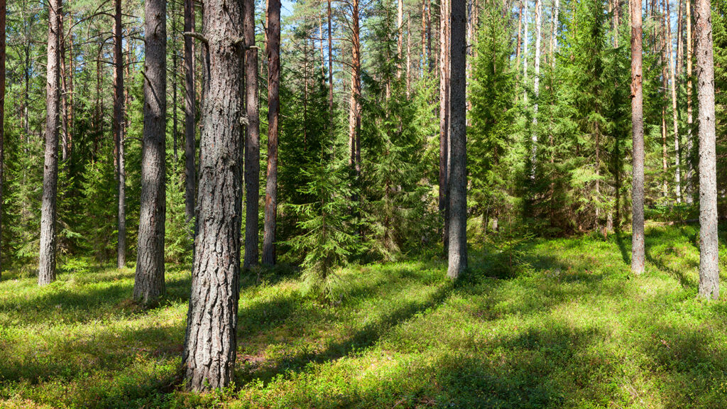 Webinar: Boreal Forests and Climate Change