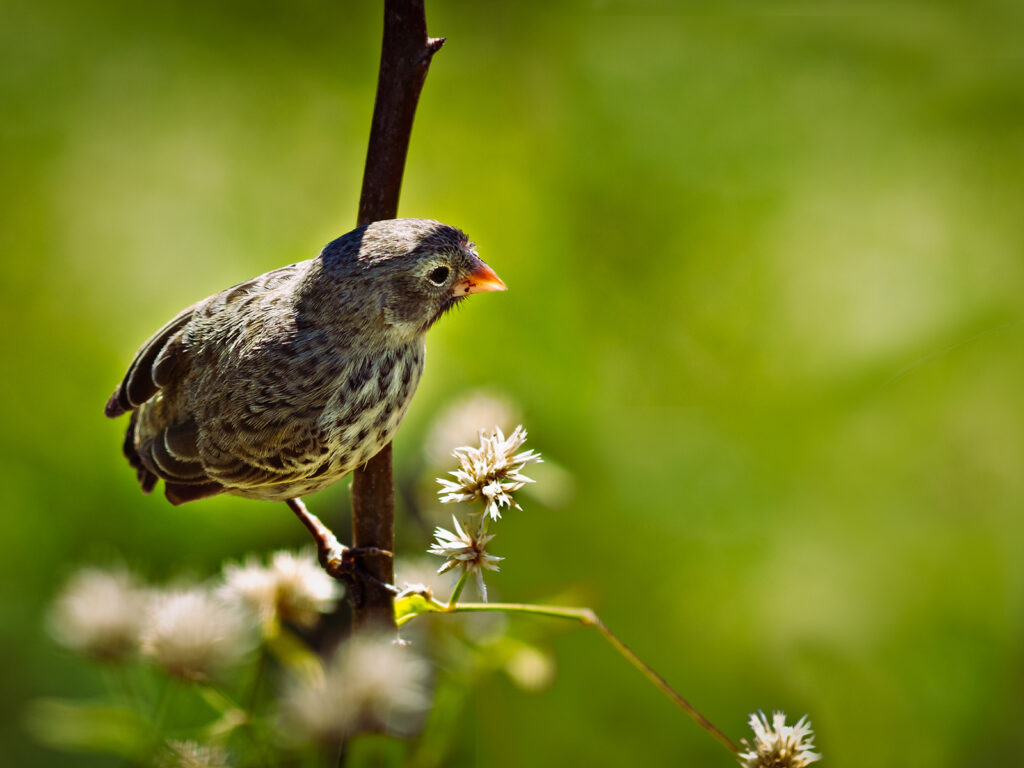 The Crafoord Prize Symposium in Biosciences: How do species originate?