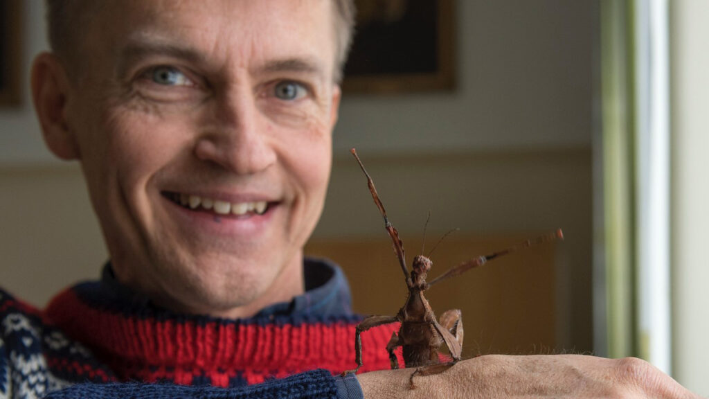Vad händer med våra insekter?