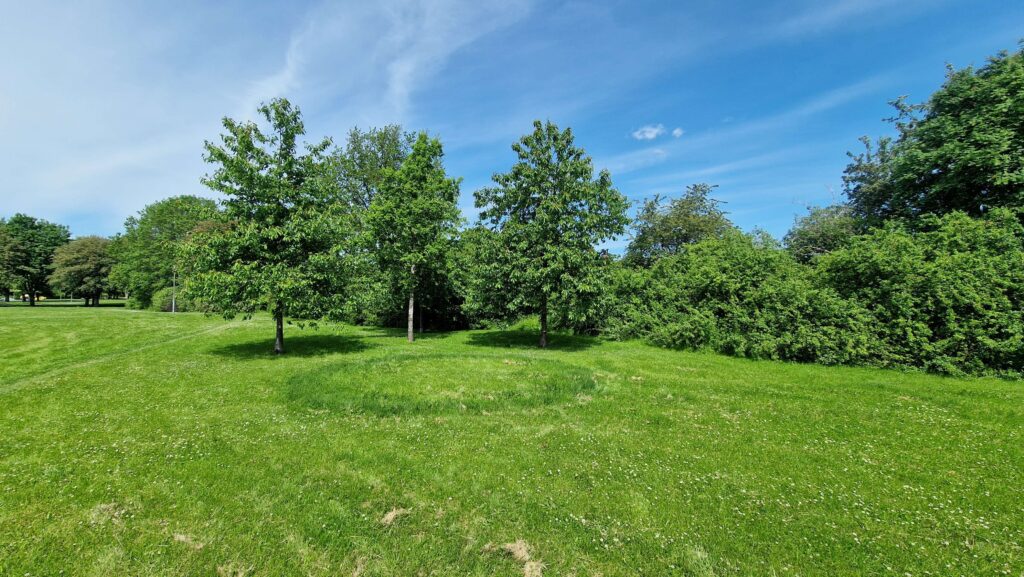 I folktron beskrevs en häxring som spåren efter älvornas dans. I själva verket är det man ser en svamps underjordiska mycel som gradvis växer utåt samtidigt som det dör i mitten. Resultatet av svampens tillväxt blir ett ringmönster av mörkare gräs ovanför jordytan. Foto: Peter Jan Vonk